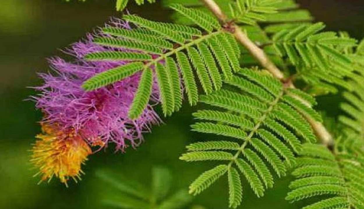 Shami patra and shani puja